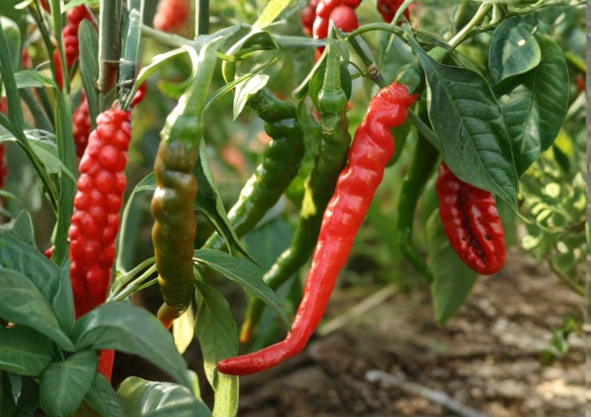 Long Slim Cayenne Pepper Seeds – Heirloom Non-GMO Hot Chili Seeds for Garden, Drying, Sauces, Spicy Pods