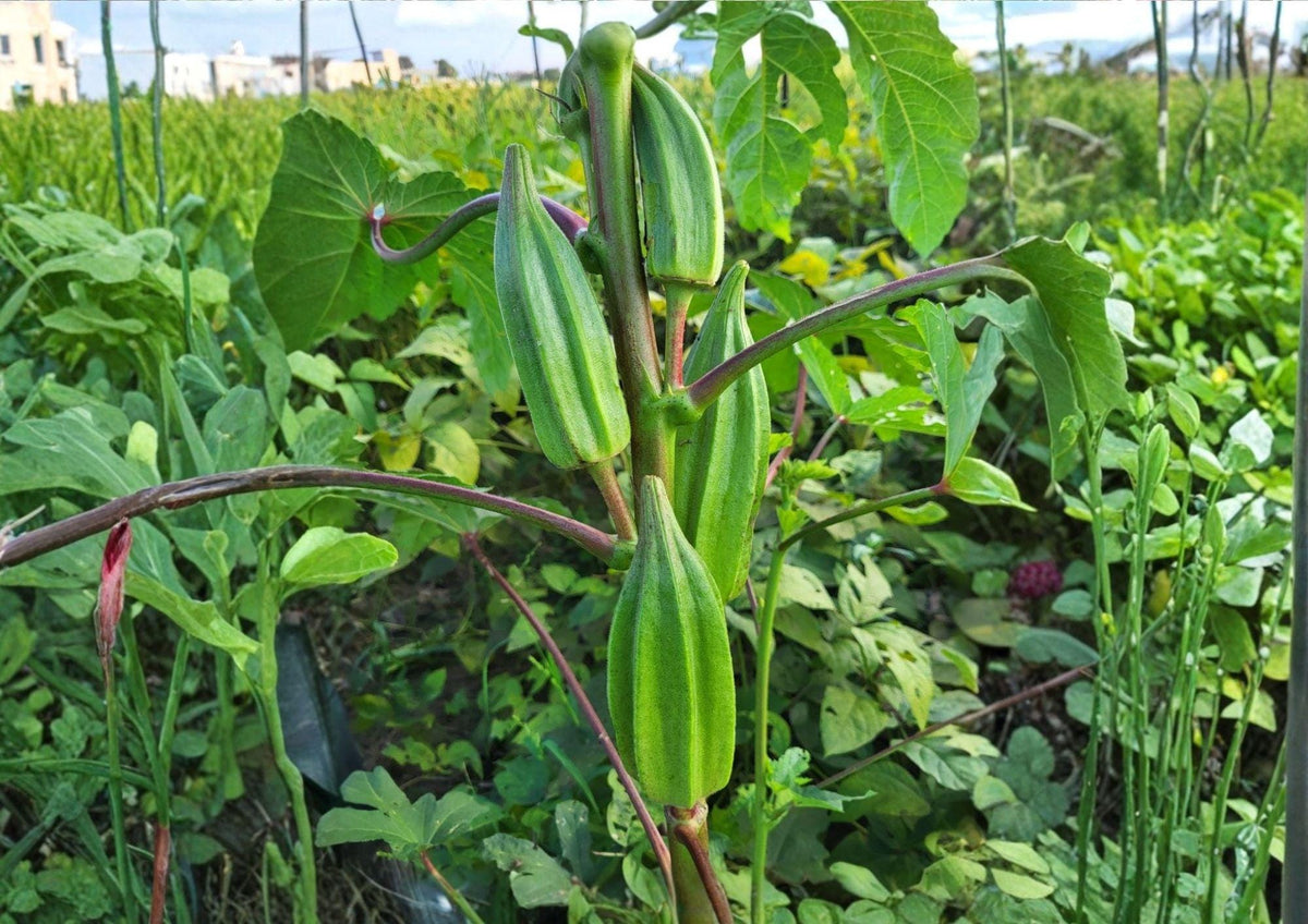50+ Star of David Okra Seeds – Heirloom Organic Non-GMO Vegetable Seeds for Garden Planting, Ribbed Pods, Old World Okra Variety