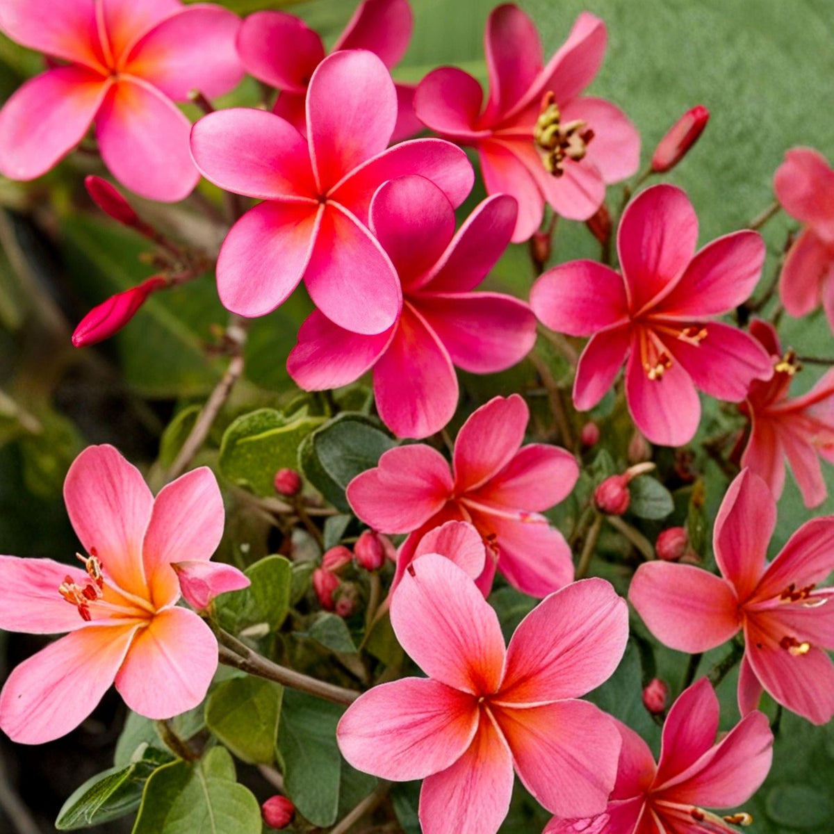 Pink Plumeria Frangipani Cuttings – Tropical Flowering Plant, 2 Unrooted 10-Inch Live Propagation Sticks, Plumeria rubra