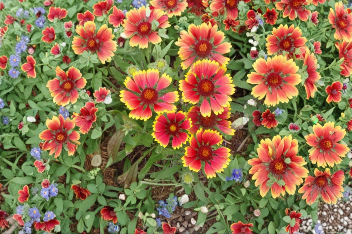 Indian Blanket Flower Seeds | Gaillardia Perennial Wildflower | Red & Yellow Blooms | Drought Tolerant, Non-GMO, 25+ Seeds