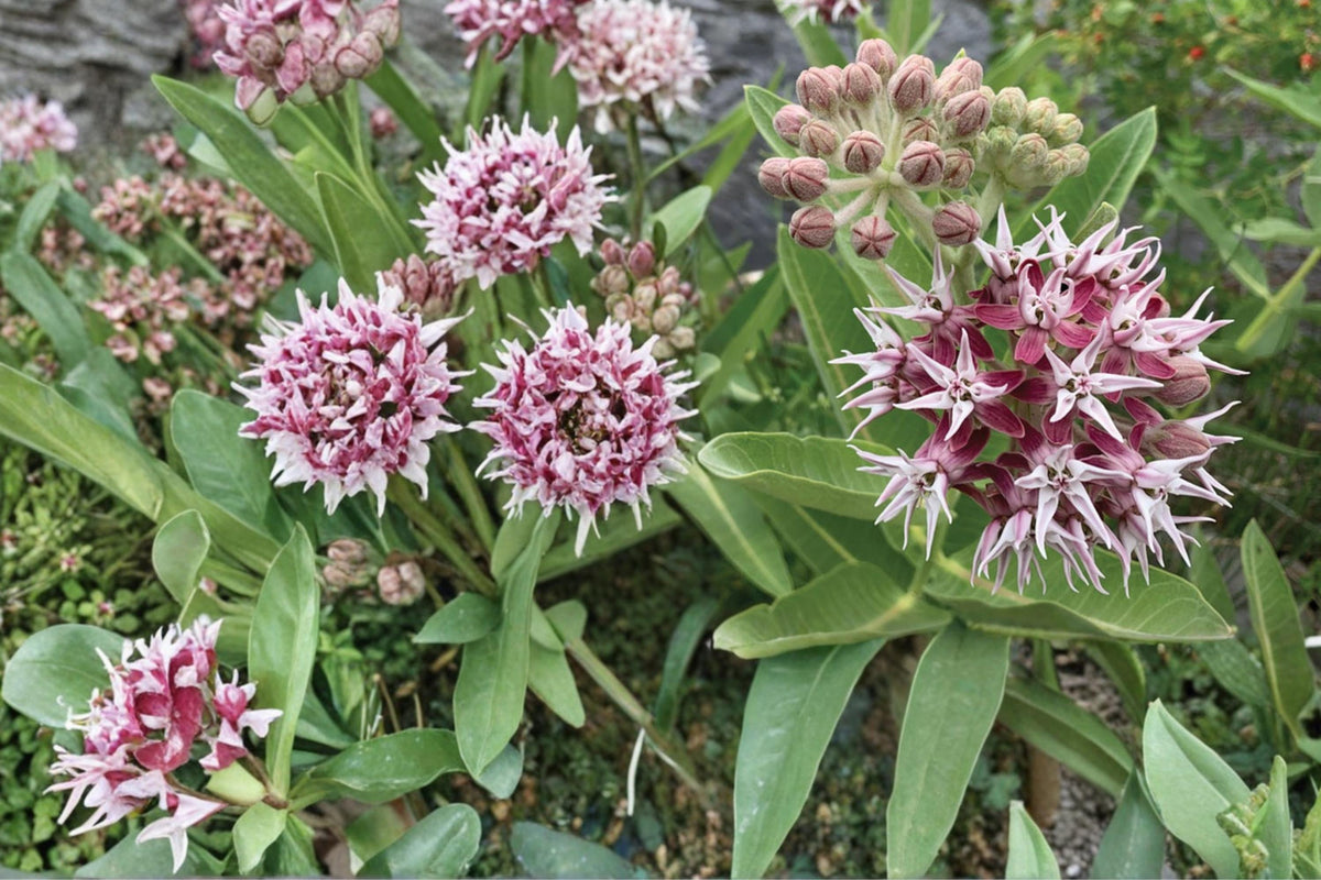Showy Milkweed Seeds – Asclepias speciosa – Native Perennial with Pink to Lavender Flowers for Pollinator Gardens