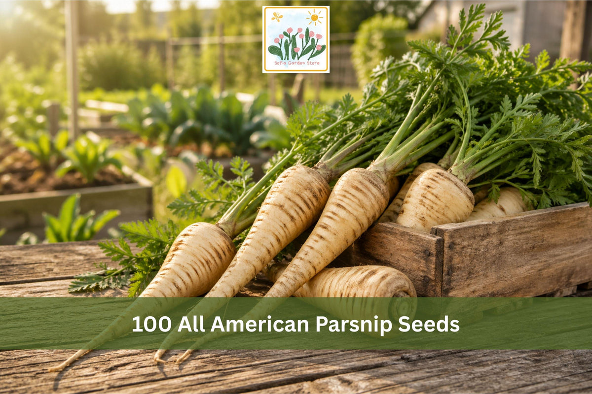 All American Parsnip Seeds | White Root Vegetable, Pastinaca sativa, 100 Seeds