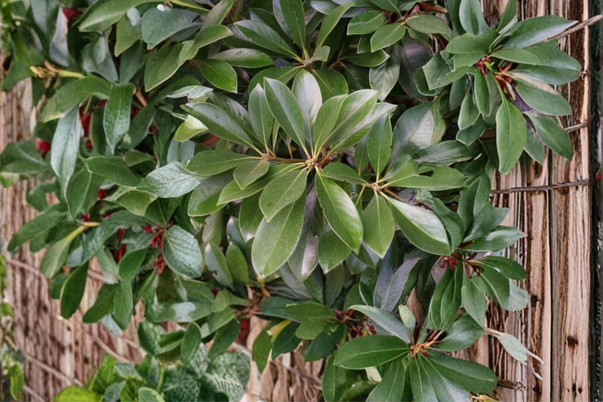 Japanese Stone Oak Seeds – Lithocarpus edulis, Evergreen Ornamental Tree, Nut-Producing Landscape Tree, Garden Plant