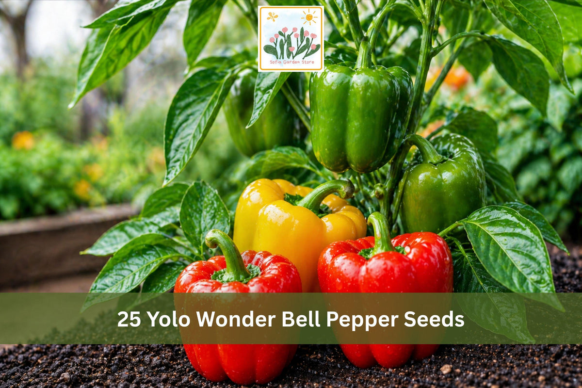 Yolo Wonder Bell Pepper Seeds | Improved Sweet Bell Pepper Vegetable Seeds for Garden Planting | Capsicum annuum
