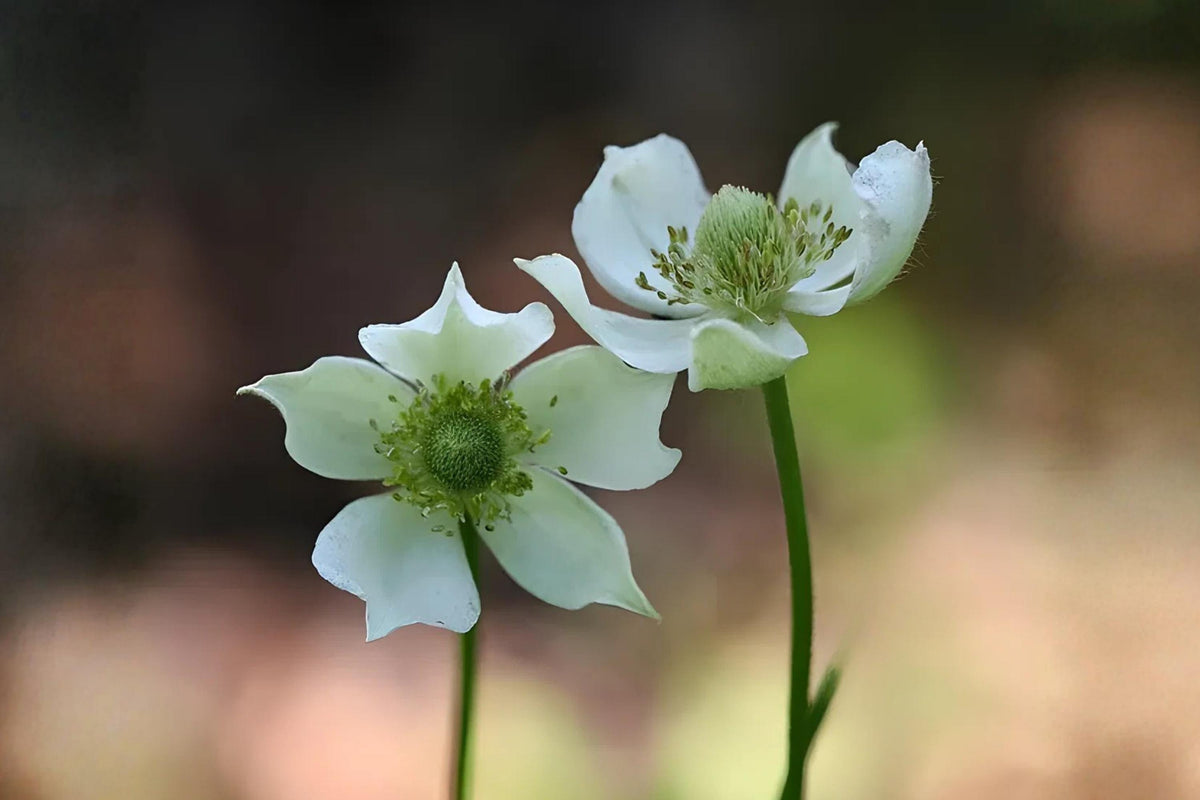 Thimbleweed Seeds (100) Native Wildflower Anemone cylindrica for Prairies, Meadows, Pollinator Gardens