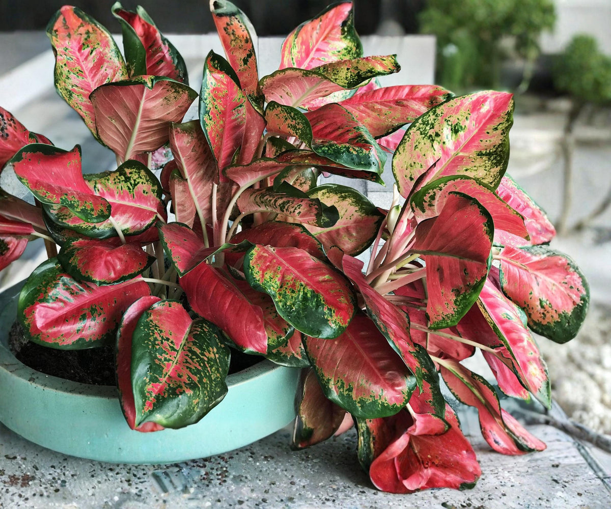 Mix Variety Aglaonema Indoor Houseplants 4 Pack, Chinese Evergreen, Colorful Foliage, Low-Light, Rooted in 2-Inch Pots
