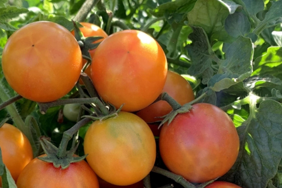 Isis Candy Cherry Tomato Seeds, Heirloom Non-GMO, Multicolor, Indeterminate, High Yield, 120+ Seeds