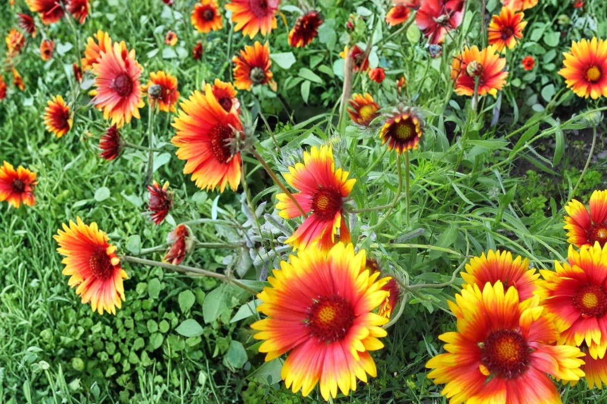 Blanket Flower Seeds – Gaillardia aristata – Perennial Wildflower with Red and Yellow Daisy-Like Blooms, Drought Tolerant, Pollinator-Friendly