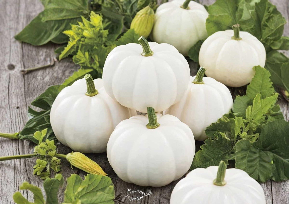 White Queen Pumpkin Seeds – Heirloom Non-GMO Open-Pollinated for Garden Planting, Decorative Pale White Pumpkins, Cucurbita pepo
