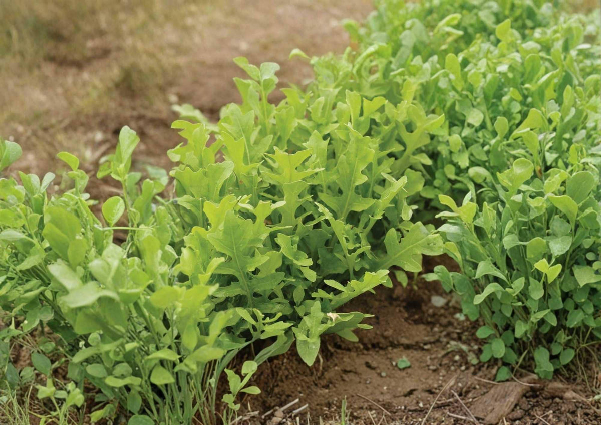 Heirloom Organic Astro Arugula Seeds – Non-GMO Fast-Growing Rocket Salad Greens for Garden, Container, and Raised Bed Planting