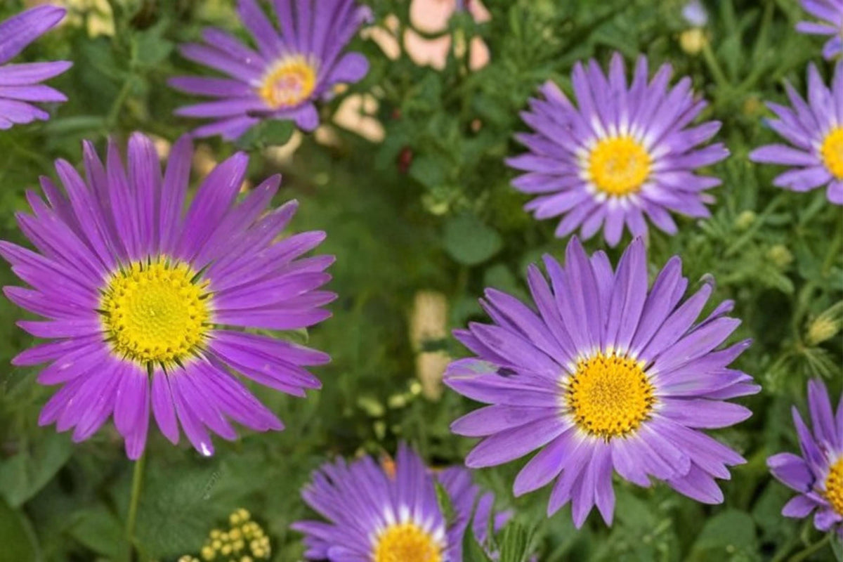 Tahoka Daisy Seeds – Machaeranthera tanacetifolia, Lavender to Purple Wildflower, Annual Prairie Plant, Drought Tolerant