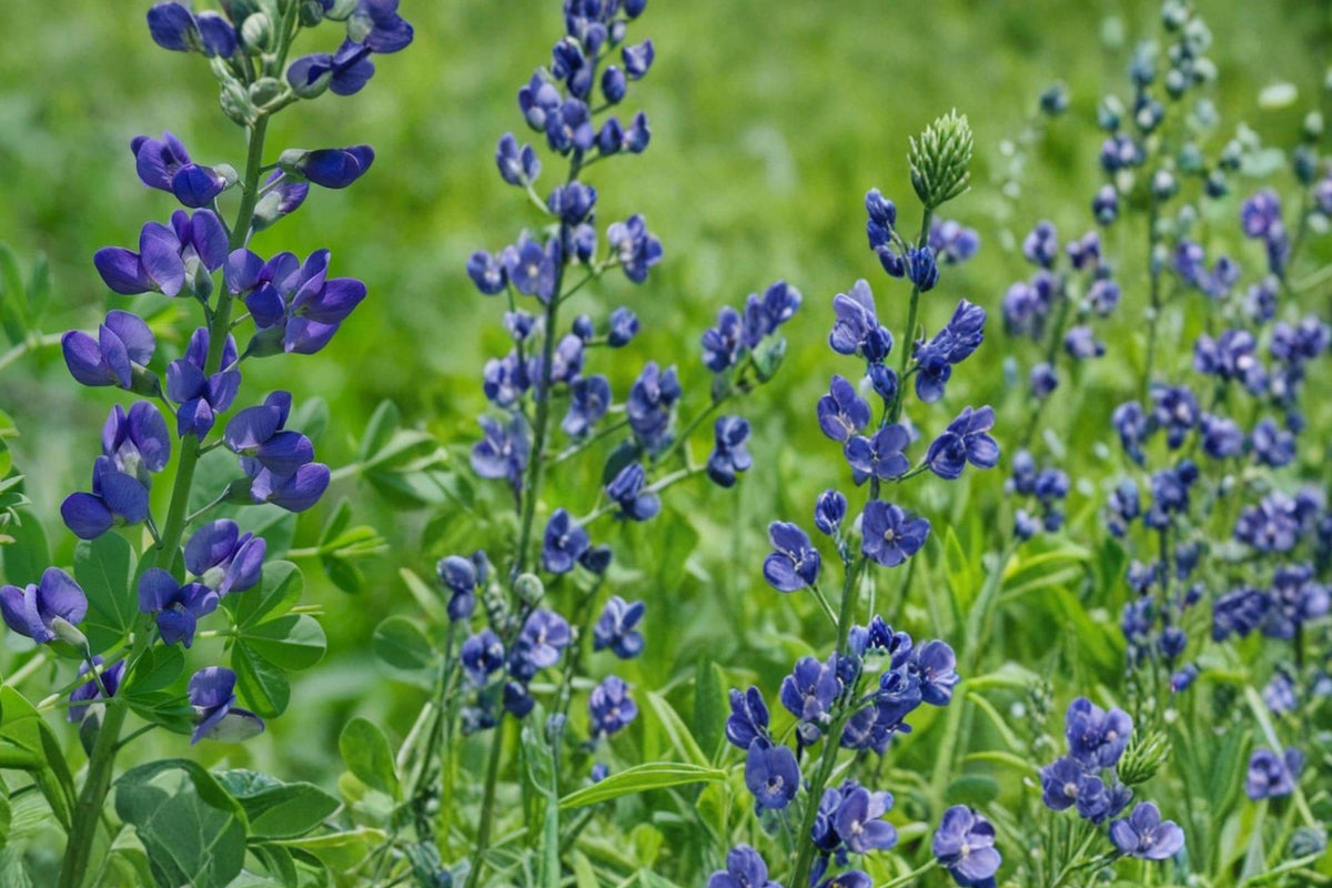 Blue Wild Indigo Seeds – Baptisia australis Herbaceous Perennial for Gardens, Prairies & Borders, Deep Blue Violet Flowers