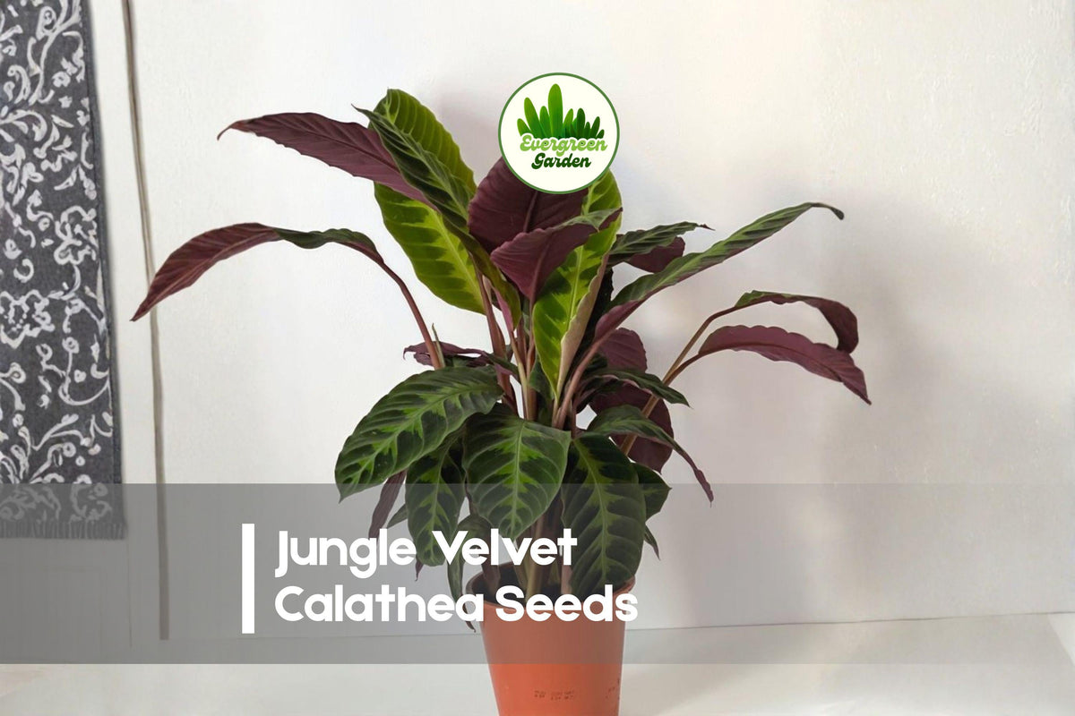 Jungle Velvet Calathea Seeds – Tropical Foliage Plant, Deep Green Velvety Leaves, Calathea warscewiczii, Indoor Decor, Shaded Patio