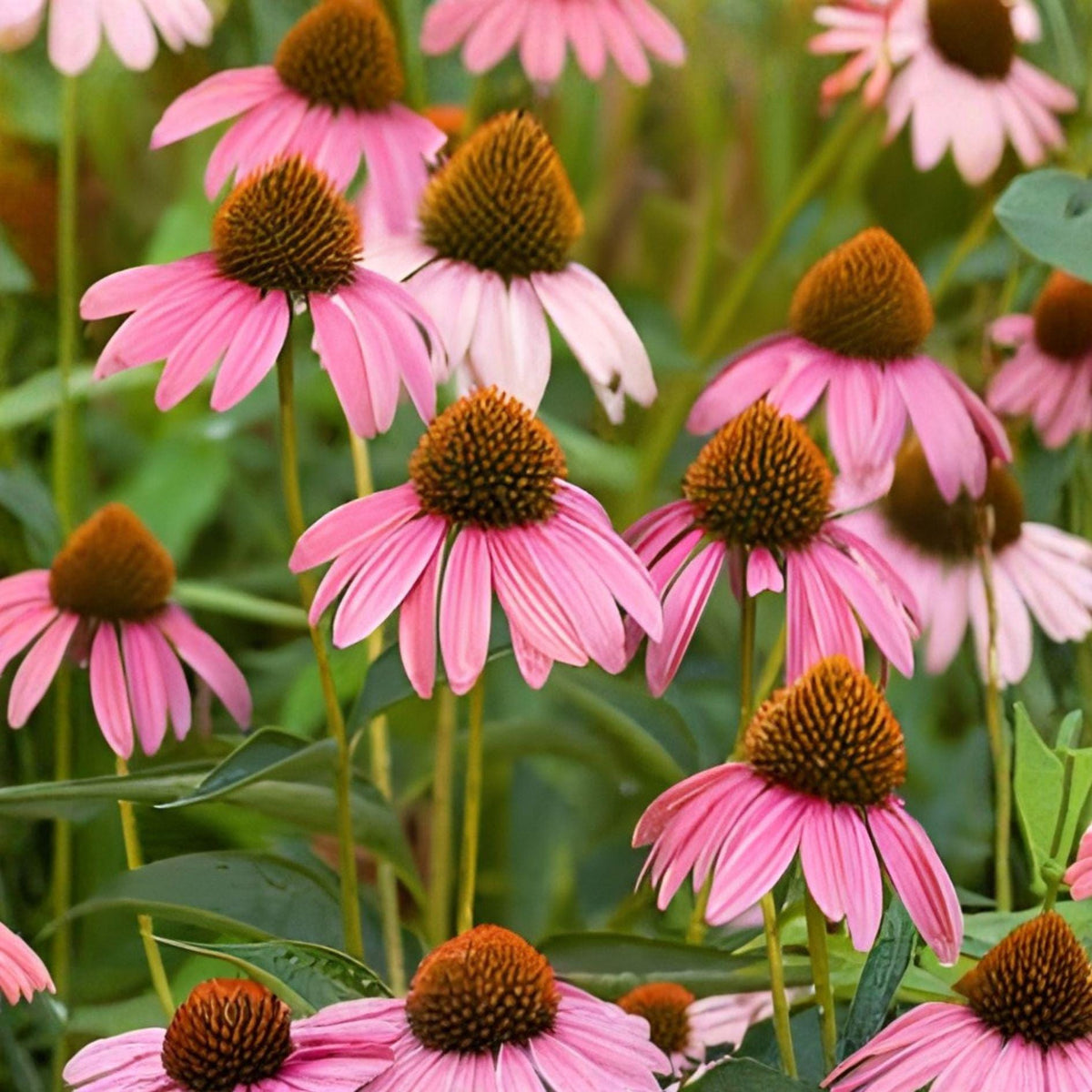 Purple Coneflower Seeds – Echinacea purpurea Perennial Flowering Plant for Garden Beds & Borders, 100 Seeds