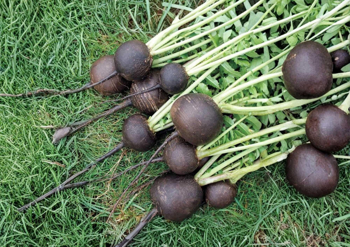 100+ Black Spanish Round Radish Seeds – Heirloom Organic Vegetable Seeds for Garden Planting, Spicy Root, Black Skin, White Flesh