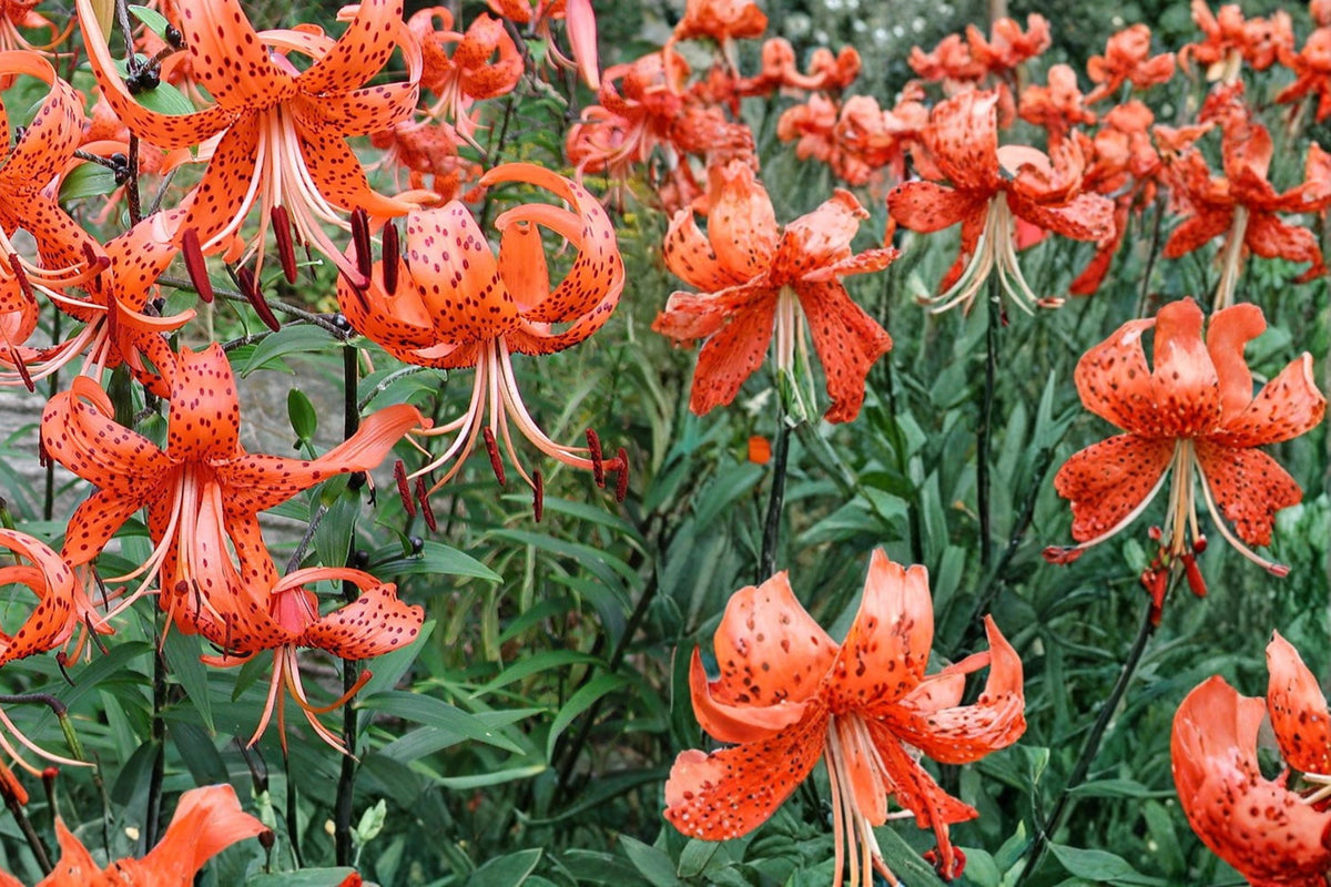 Tiger Lily Bulb – Mixed Color Lilium lancifolium Perennial Flower for Garden Beds & Borders