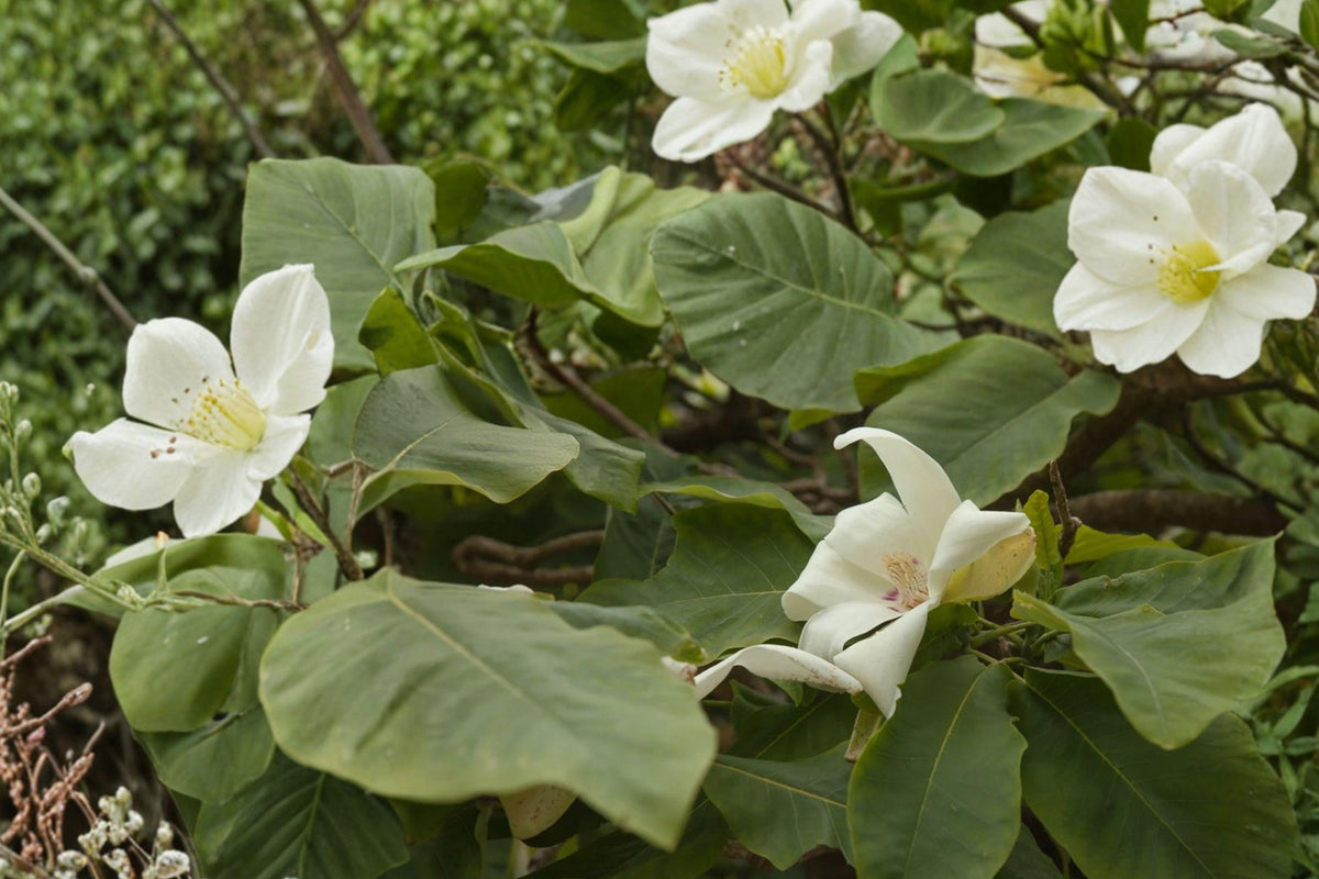 Bigleaf Magnolia Live Plant Bare Root – Magnolia macrophylla, Deciduous Tree with Large Leaves & White Flowers
