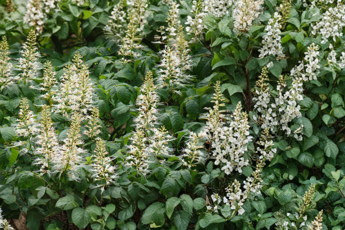 White Buckeye Live Plant – Bare Root Aesculus spp. Deciduous Tree for Landscaping and Garden