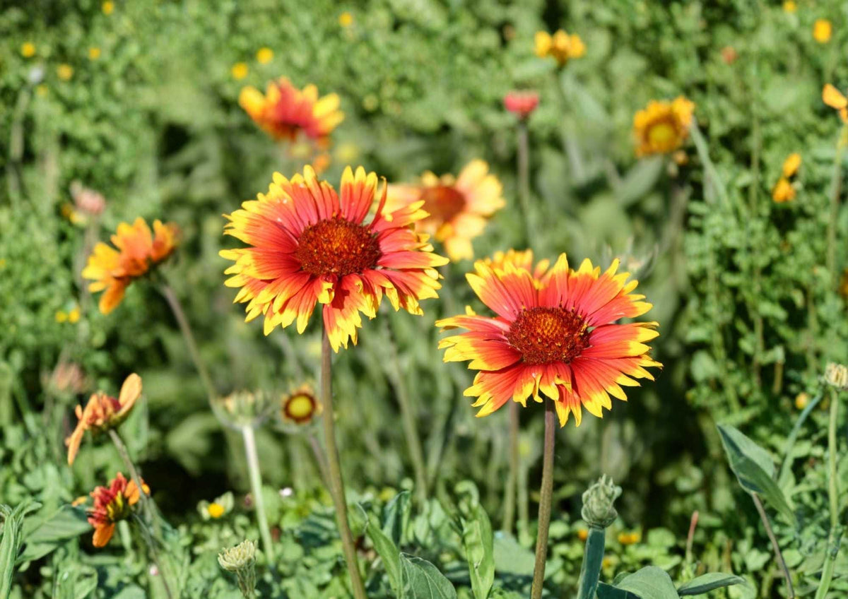 Indian Blanket Flower Seeds, Gaillardia Perennial Wildflower, Red Yellow Blooms, Drought Tolerant, Pollinator Attracting Seeds