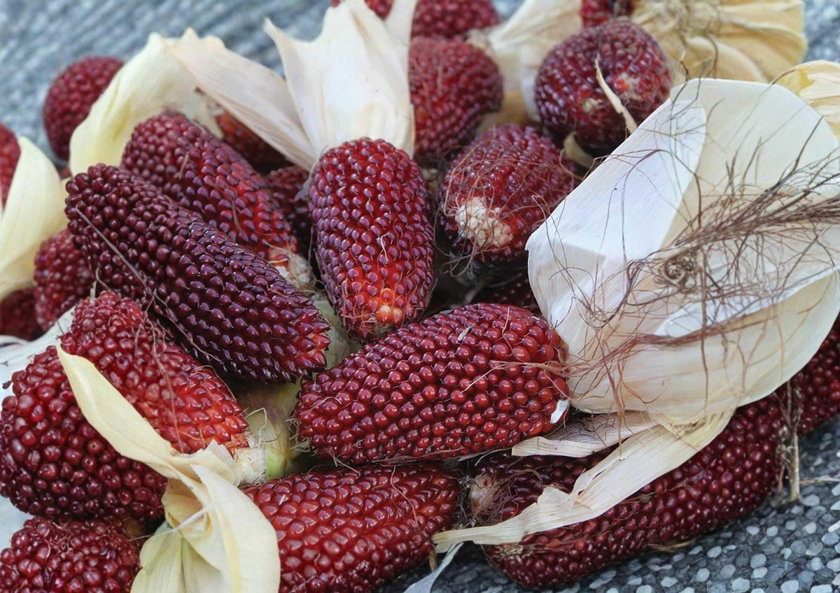 30+ Strawberry Ruby Corn Seeds – Heirloom Organic Rare Popcorn Seeds for Garden Planting, Deep Red Edible Decorative Kernels