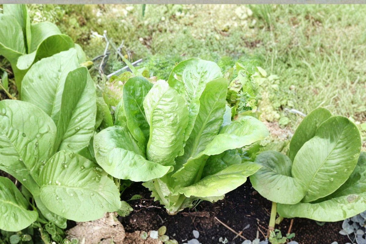Giant Caesar Lettuce Seeds - Heirloom Romaine, Non-GMO, Sweet Flavor, High Yield, 500+ Seeds