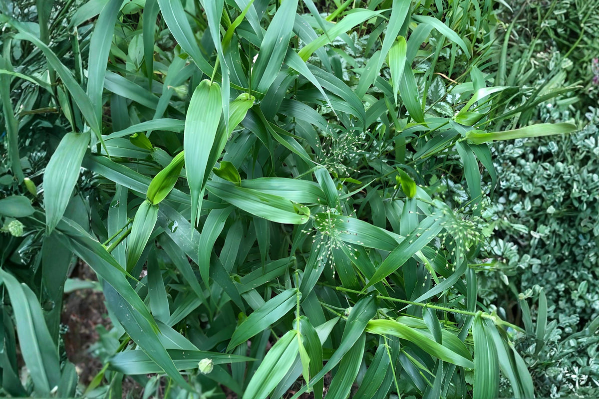 Deertongue Grass Seeds 100 Pack | Native Panicum clandestinum ‘Tioga’ for Erosion Control & Wildlife Habitat