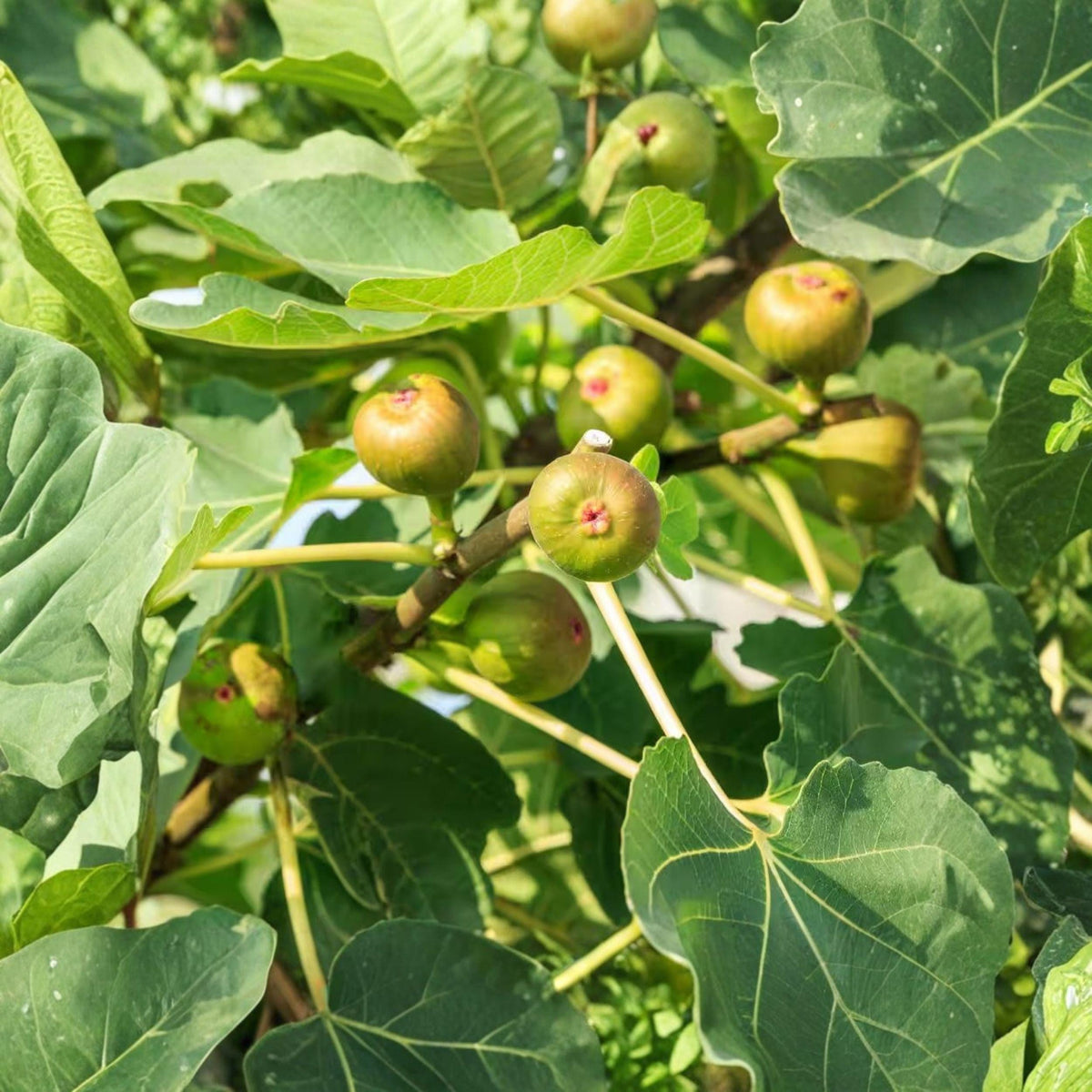 Celeste Fig Tree Plant, Ficus Carica, Compact Fruit Tree for Garden & Container Growing