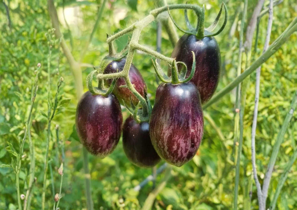 Brad’s Atomic Grape Tomato Seeds - Rare Heirloom Cherry Seeds for Garden, Colorful Striped, High Yield, Sweet, Gourmet, Organic