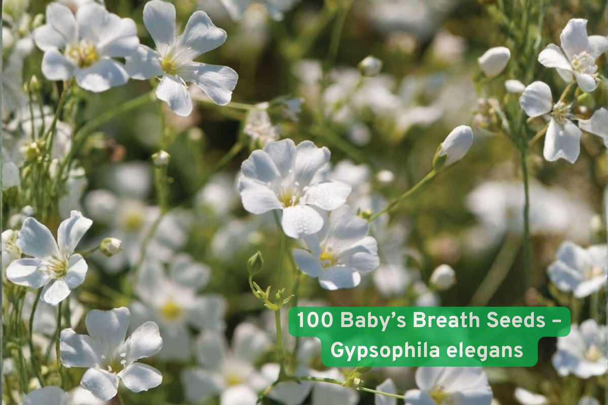 100 Baby’s Breath Seeds – Gypsophila elegans Covent Garden White Annual Flower for Wedding Bouquets & Cut Flowers