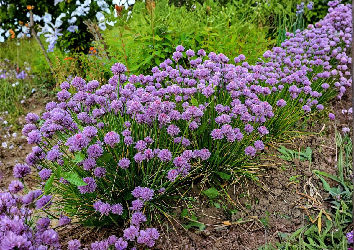 Chives Seeds, Perennial Green Onion Herb, Culinary Herb Seeds for Garden, 500+ Seeds, Allium schoenoprasum