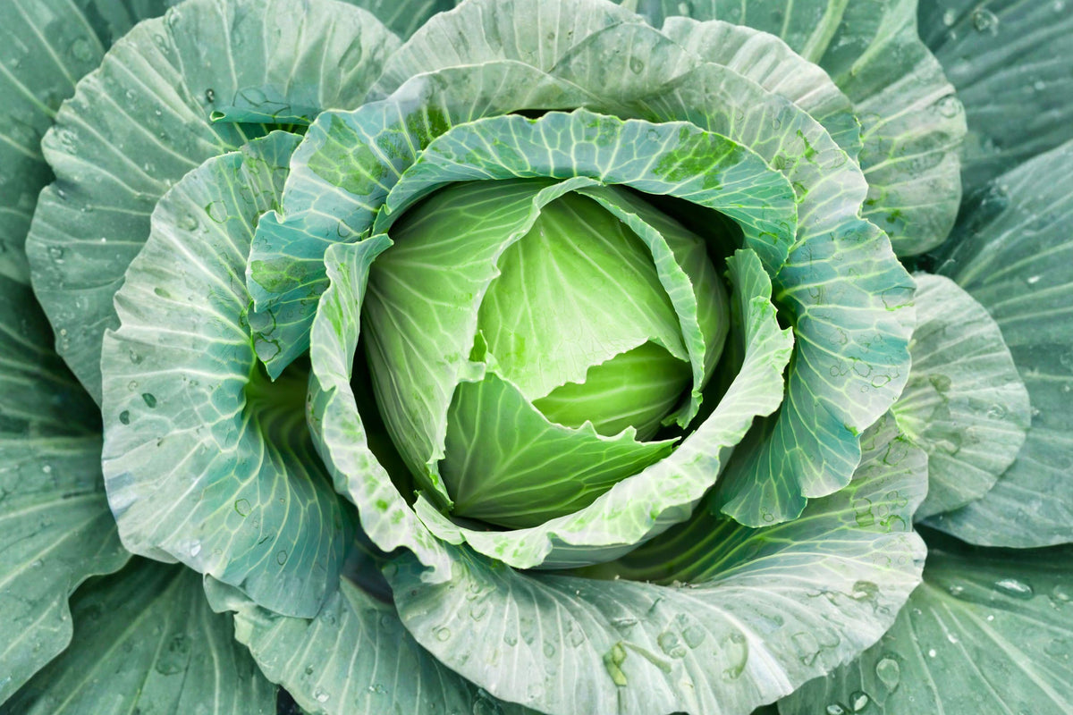 All Seasons Heirloom Cabbage Seeds – Non-GMO, High Yield, Green Heads, Versatile Garden Variety, 500+ Seeds