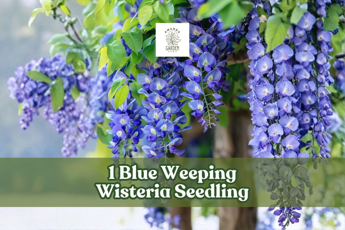 Blue Weeping Wisteria Seedling – Climbing Flowering Vine for Pergola, Garden Wall, Outdoor Landscaping, Wisteria sinensis