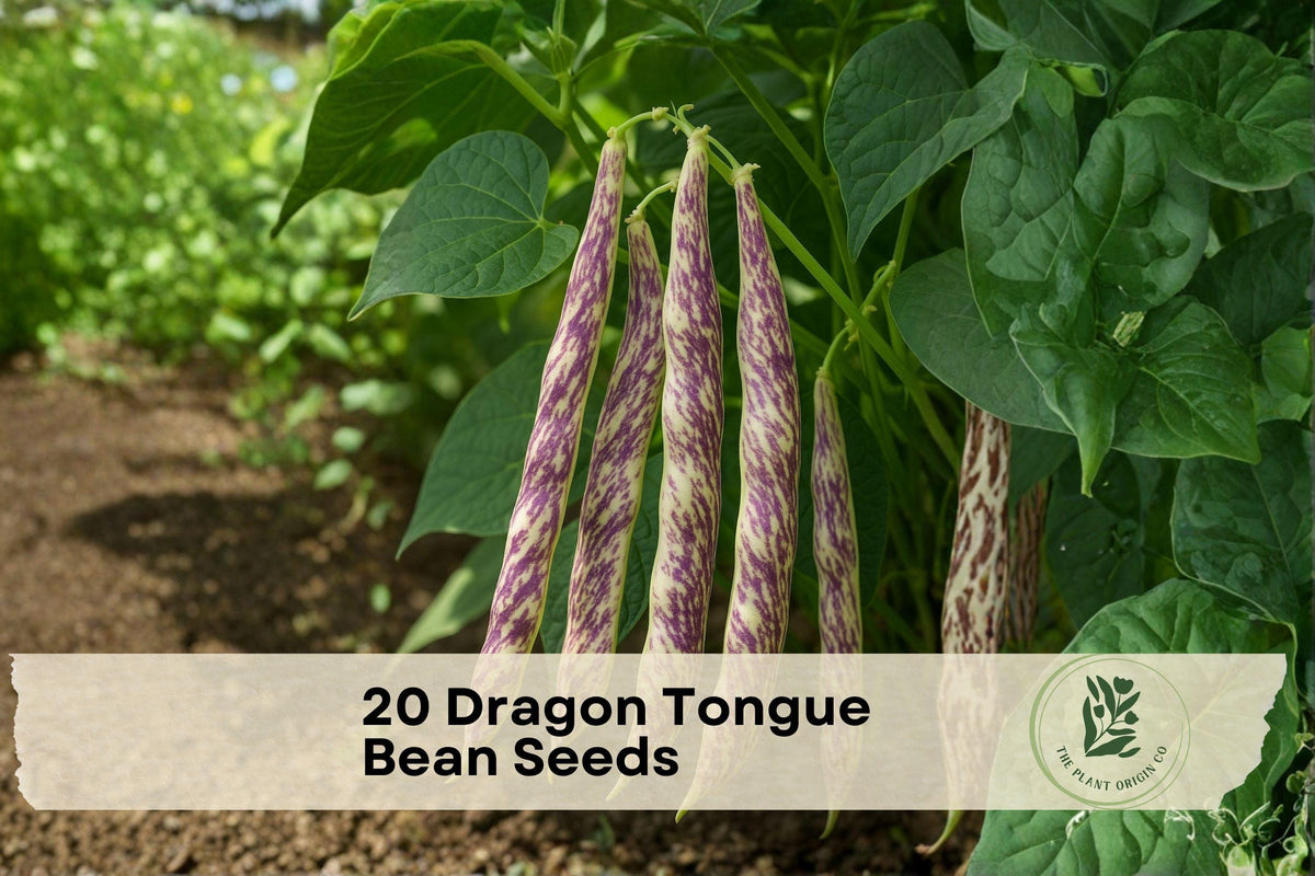 20 Dragon Tongue Bean Seeds – Heirloom Phaseolus vulgaris Bush Bean with Cream Pods & Purple Streaks for Garden & Container Growing