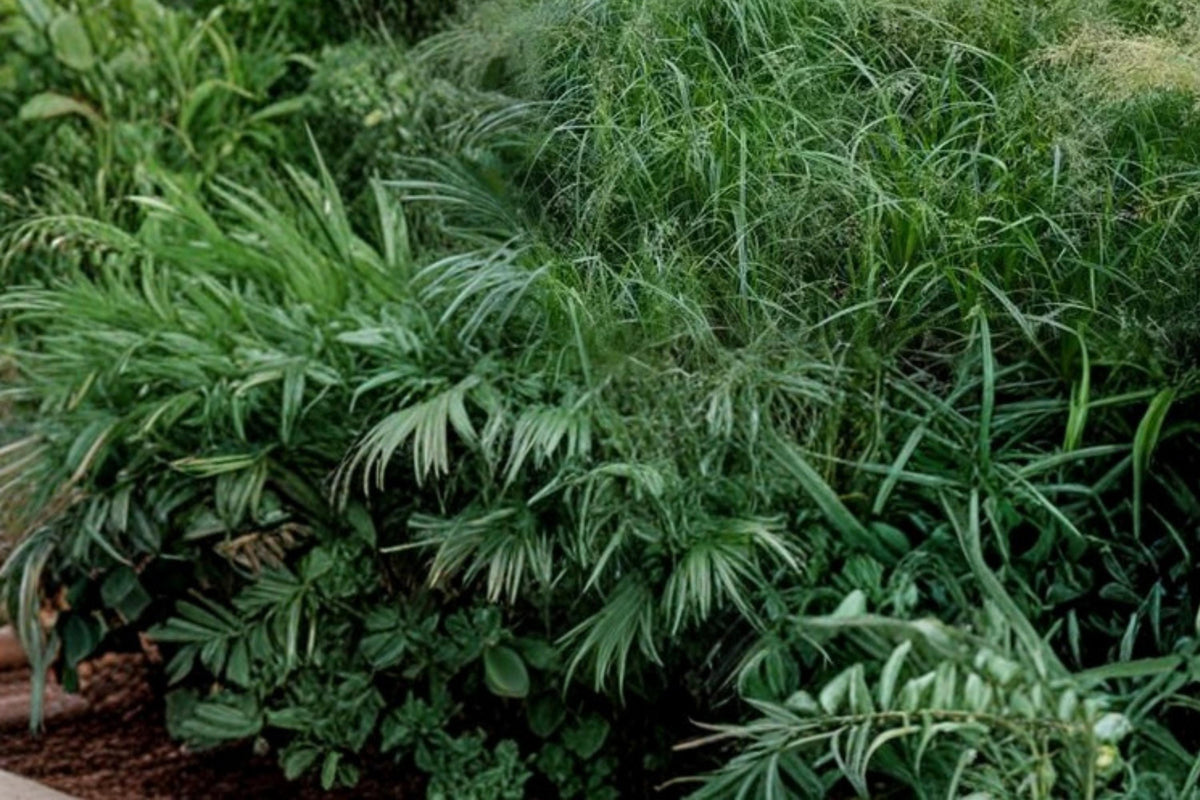 Rough Bluegrass Seeds – Poa trivialis, Cool-Season Perennial Grass for Shade & Lawn Ground Cover, Fine Turf Seed