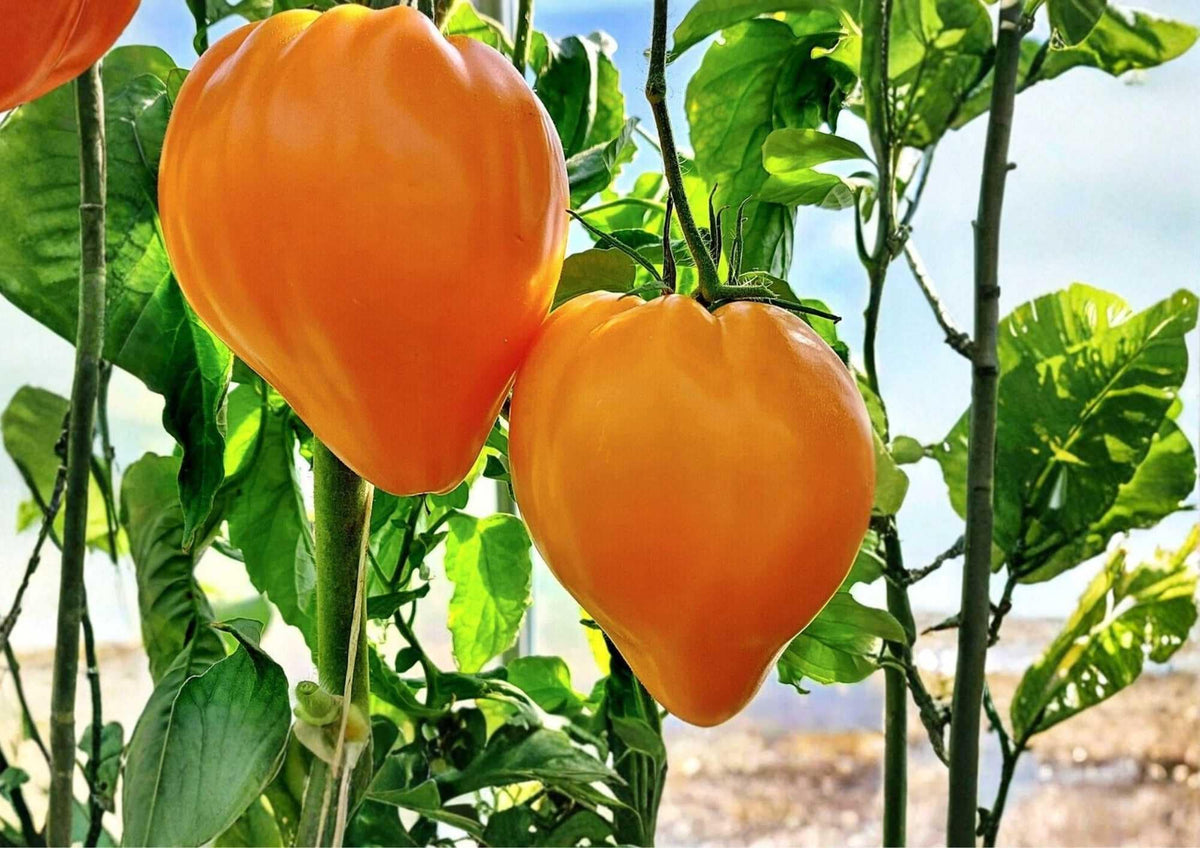 Orange Oxheart Tomato Seeds - Heirloom Non-GMO Rare Vegetable Seeds for Garden Planting, Heart-Shaped Juicy Orange Tomatoes
