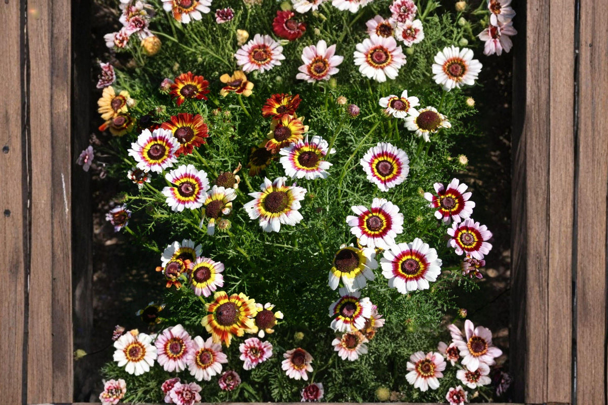 Painted Daisy Mix Seeds - Heirloom, Non-GMO, Large Blooms, Pollinator Friendly Garden Mix