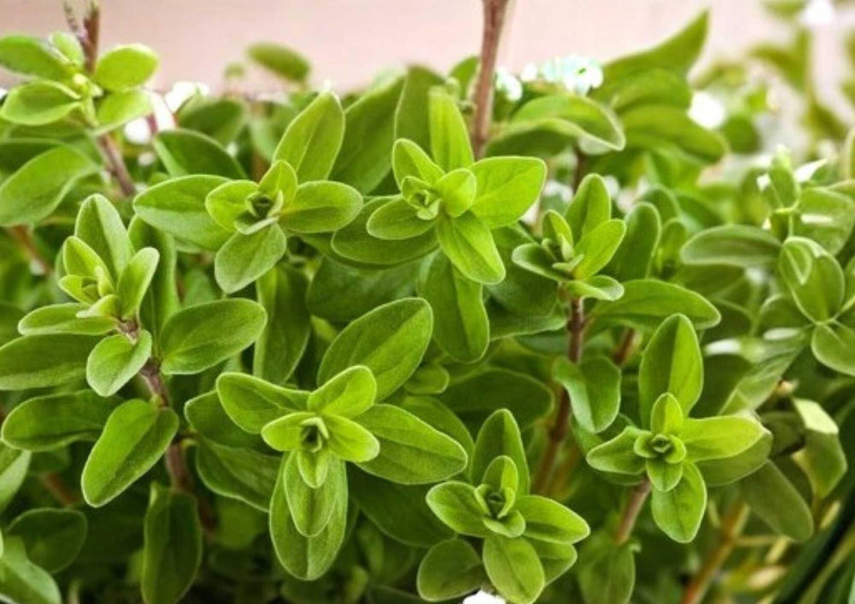Lemon Basil Seeds – Organic Heirloom Non-GMO Herb Seeds for Culinary, Tea & Garden – Ocimum basilicum
