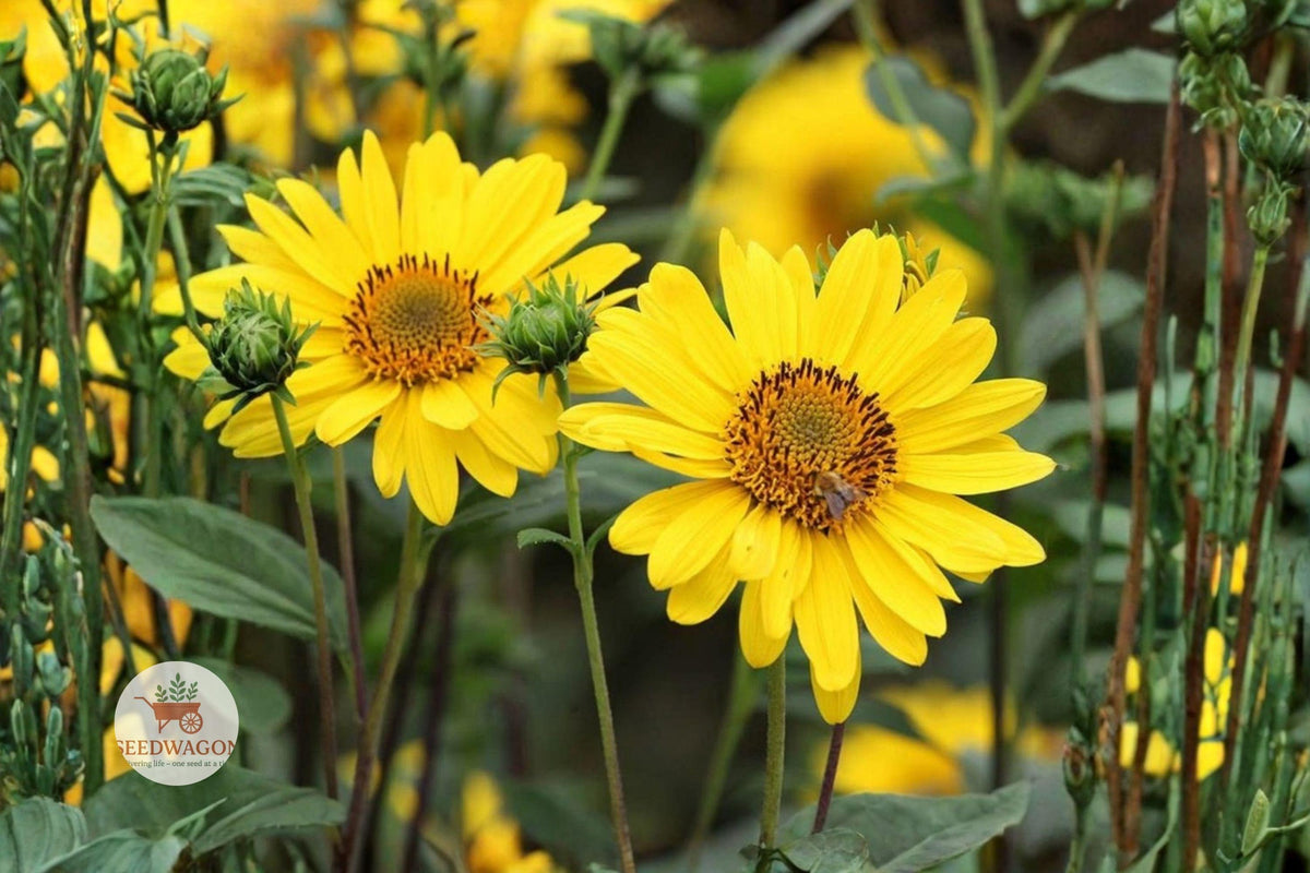 100 Early Sunflower Seeds – Heliopsis helianthoides Perennial Flower, Yellow Daisy-Like Blooms, Attracts Bees & Butterflies