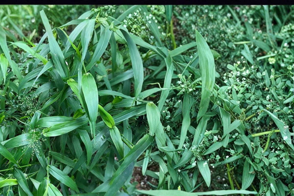 Deertongue Grass Seeds – Panicum clandestinum – Woodland, Shade, Habitat Restoration, Perennial Grass, Broad Foliage