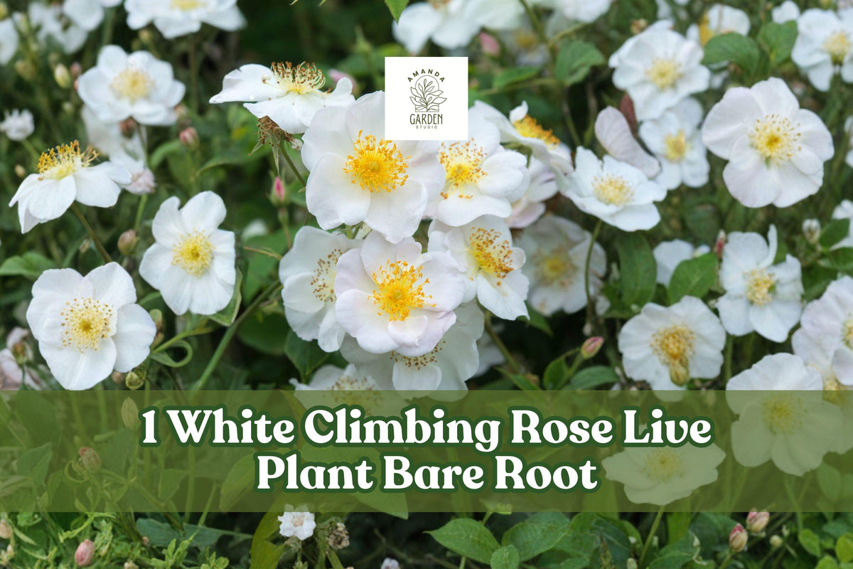 White Climbing Rose Bare Root Plant – Flowering Garden Vine with White Blooms, Climbing Shrub, Rosa spp.