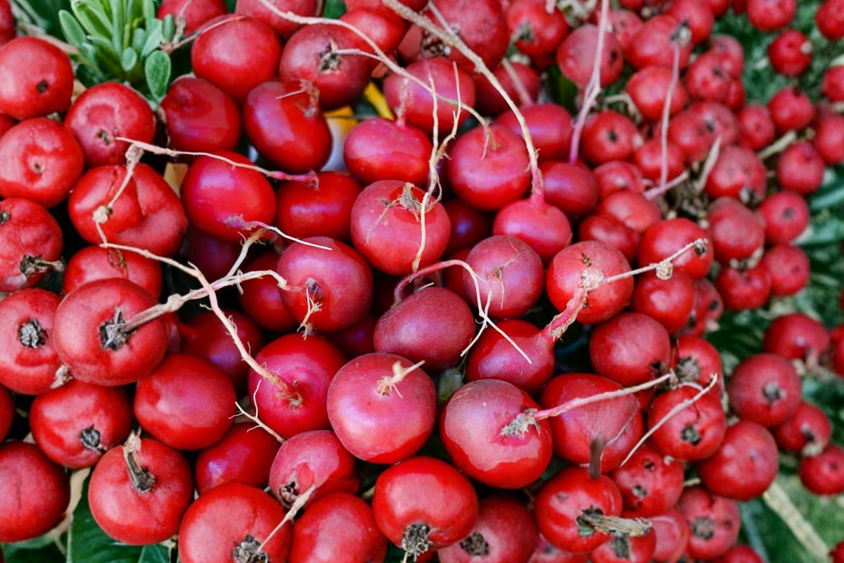 Cherry Belle Radish Seeds, Heirloom, Non-GMO, Fast Growing, Crisp Roots, Raphanus sativus