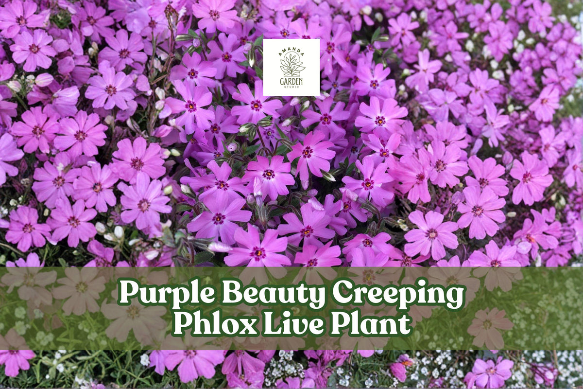 Purple Beauty Creeping Phlox Live Plant | Groundcover, Rock Garden, Spreading Perennial | Phlox subulata