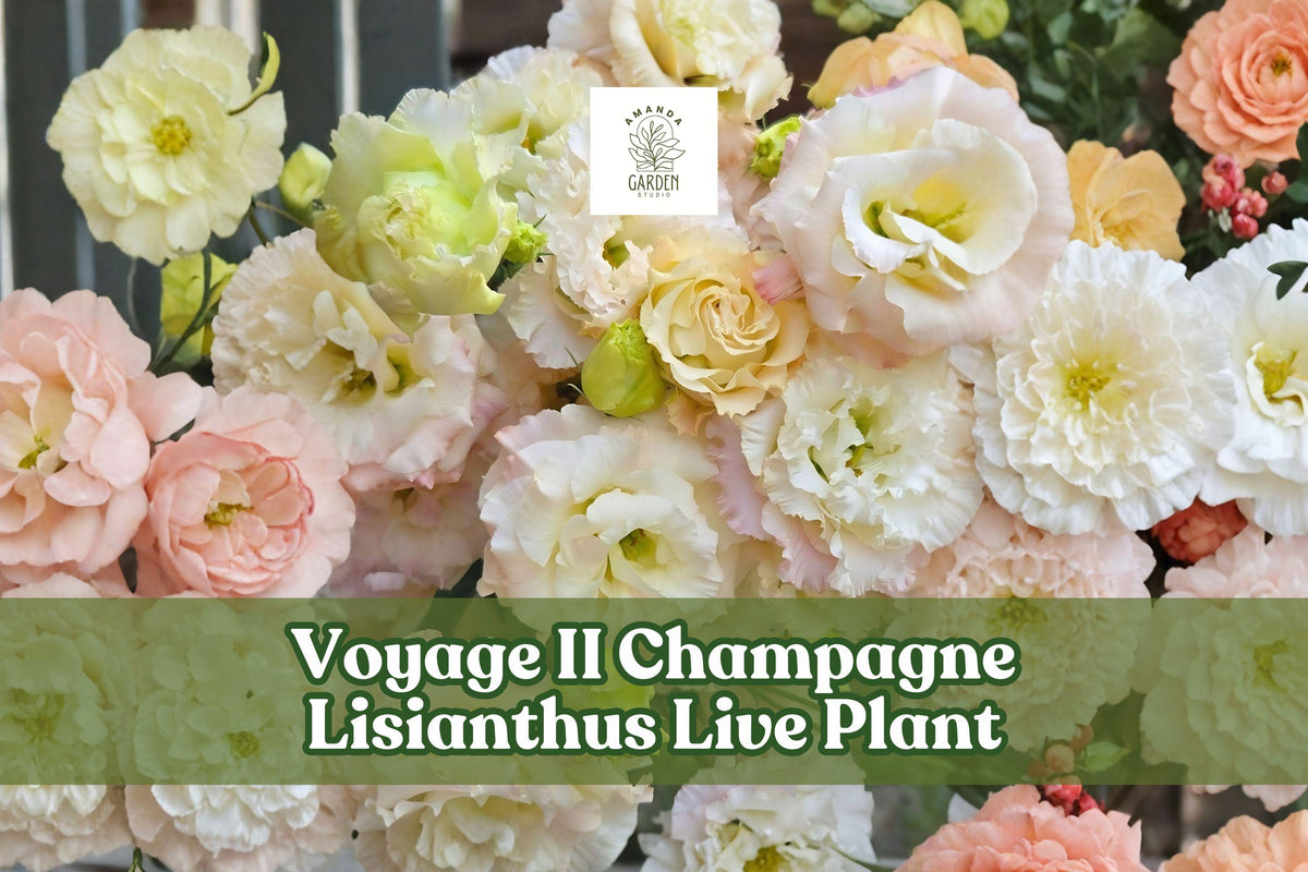 Voyage II Champagne Lisianthus Live Plant | Eustoma grandiflorum Starter Plug for Containers & Garden