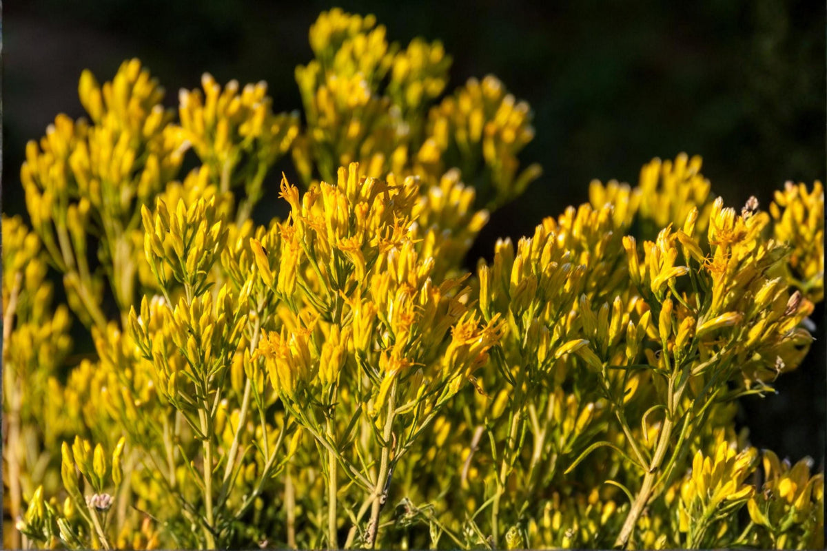 Rubber Rabbitbrush Seeds, Native Ericameria nauseosa, Drought-Tolerant Shrub for Xeriscaping & Wildflower Gardens