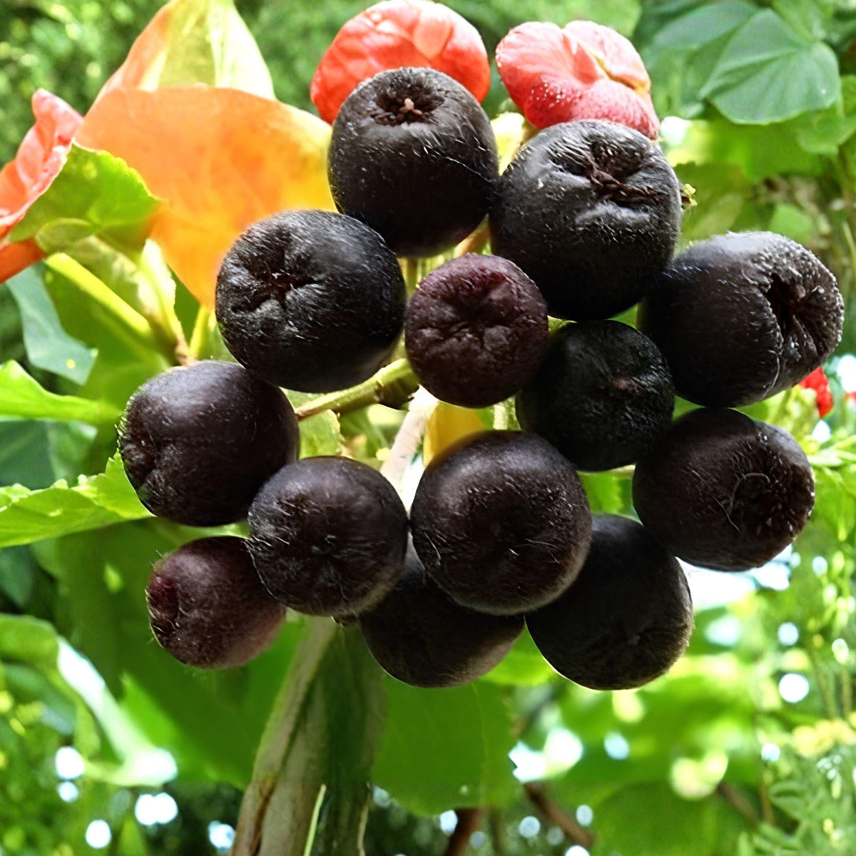 Aronia melanocarpa Black Chokeberry Cuttings 12 Pack Fruit Shrub for Garden Growing