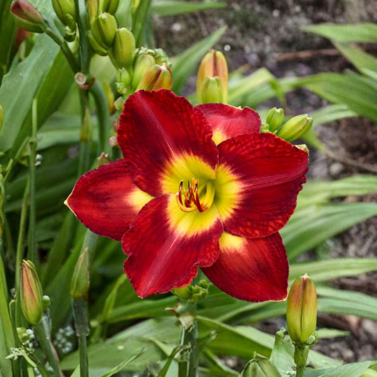 Red Daylily Plant Bare Root Hemerocallis Perennial Flower for Garden, Vibrant Red Blooms
