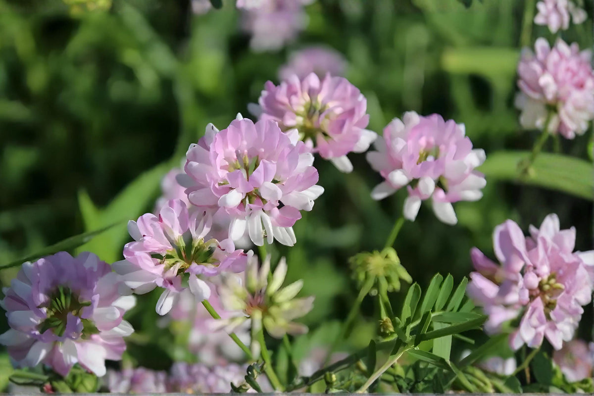 Crownvetch Seeds 30 Pack | Nitrogen Fixing Ground Cover for Erosion Control & Soil Improvement | Coronilla varia