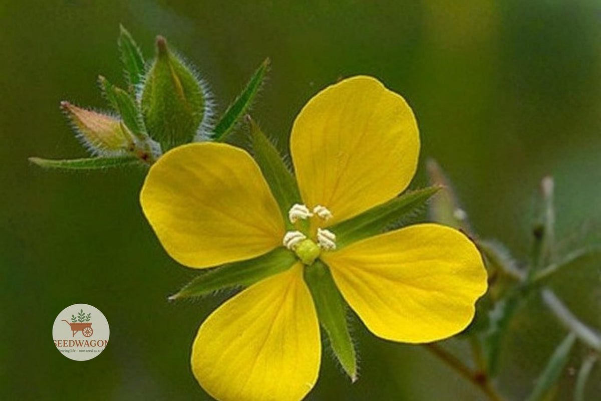 Ludwigia alternifolia Seeds – Native Wetland Wildflower for Ponds, Rain Gardens & Habitat Restoration, Bright Yellow Blooms