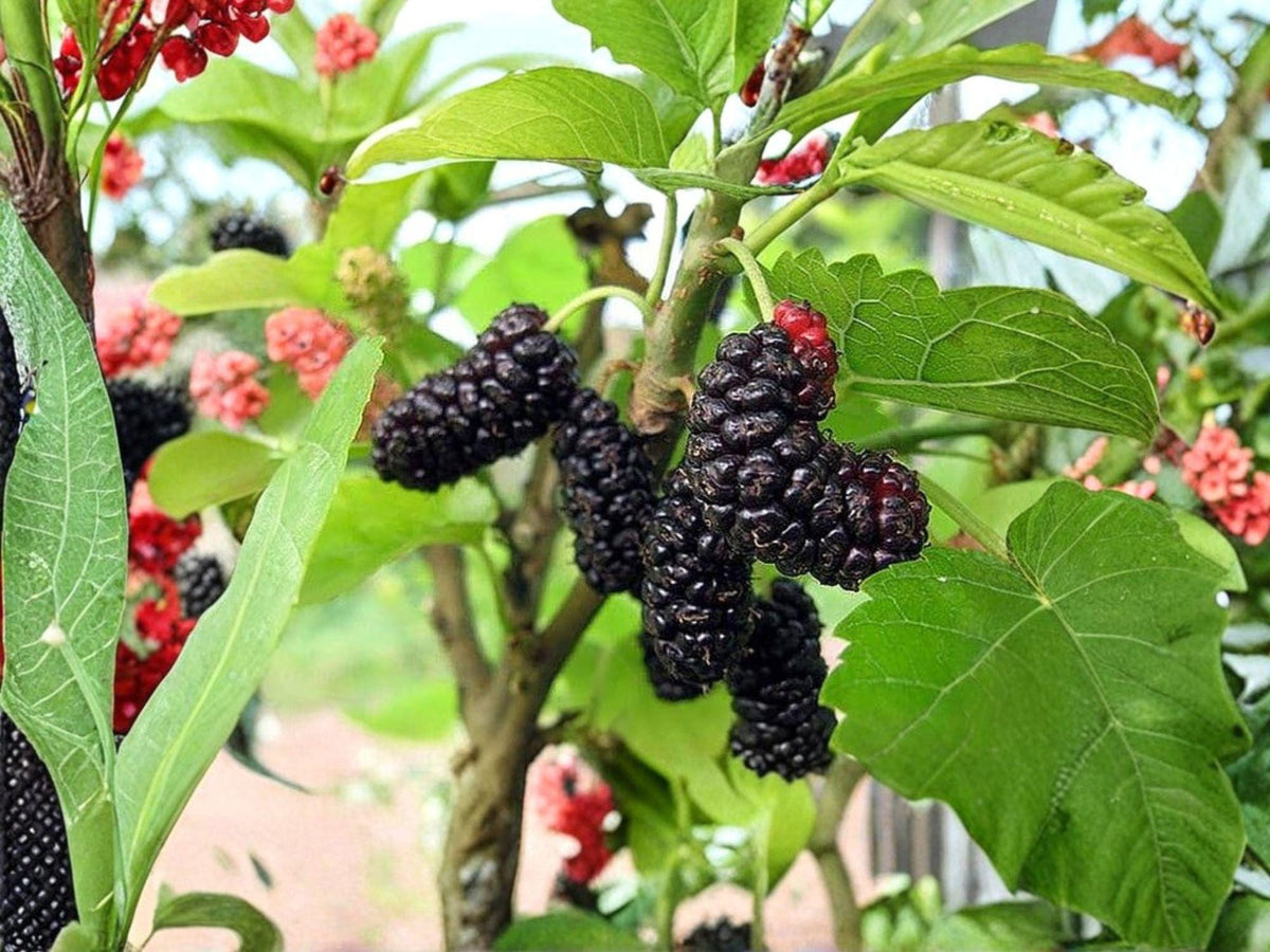 Illinois Everbearing Mulberry Tree Bare Root 6-8in, Morus alba Hybrid, Fast Growing Fruit Tree with Extended Harvest