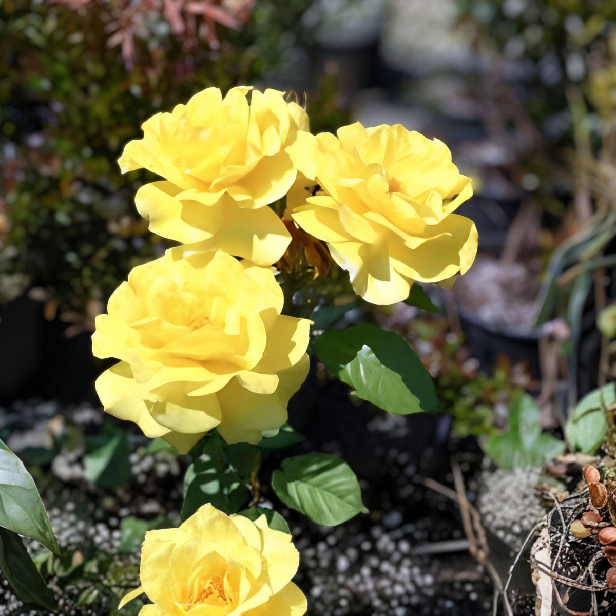 Sunsprite Rose 2 Gal Floribunda Plant – Deep Yellow Blooms, Garden Shrub, Rosa floribunda